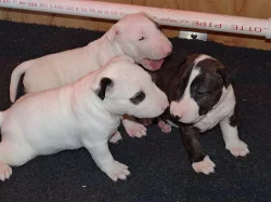 samce mini štěňátka bulteriér