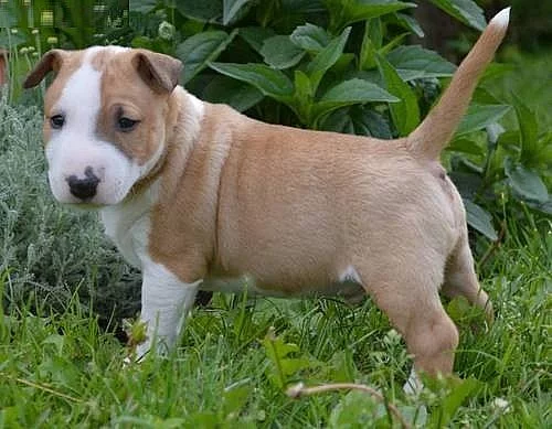 samce mini štěňátka bulteriér