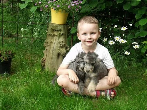 Bedlington teriér