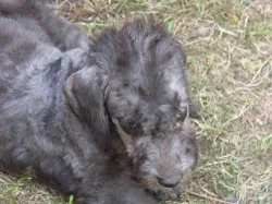 Bedlington teriér