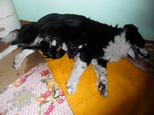 Štěňata border collie