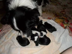 Štěňata border collie