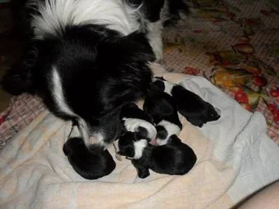 Štěňata border collie