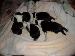 Štěňata border collie
