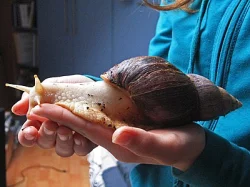 Achatina fulica albino body