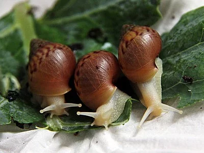 Achatina fulica albino body