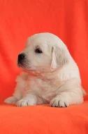 Zlatý retrívr - golden retriever s PP štěňata