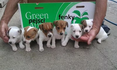 JACK RUSSEL TERIER pejsci+fenky