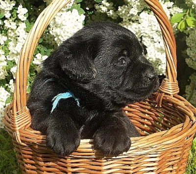 Labradorský retriever (retrívr) - štěňata s PP