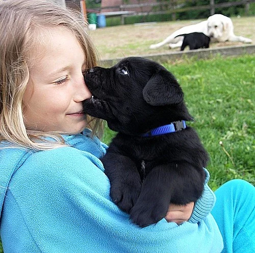 Labradorský retriever (retrívr) - štěňata s PP
