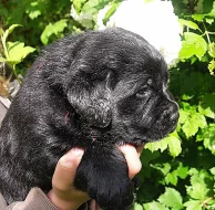 Labradorský retriever (retrívr) - štěňata s PP