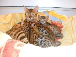 BENGALSKE KOTATKA s pp
