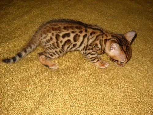 BENGALSKE KOTATKA s pp