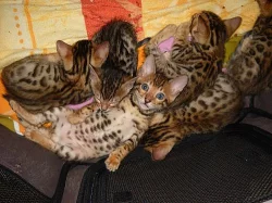 BENGALSKE KOTATKA s pp