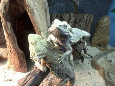 mládě agamy vousaté (pogona vitticeps)