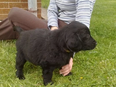 Štěňata Flat coated retriever