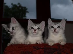 Burmillí koťátka hledají svůj nový domov