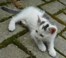 Daruji koťátka