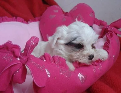 Biewer yorkshire terrier - štěňátko s PP