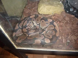 Krajta kralovska