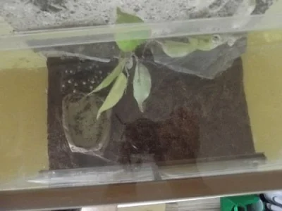 Chov pavouků a terarium