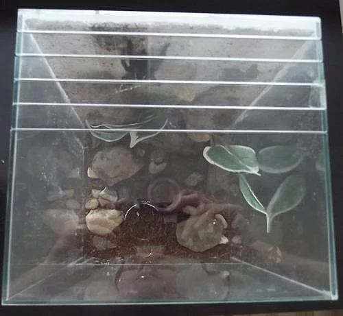 Chov pavouků a terarium 2