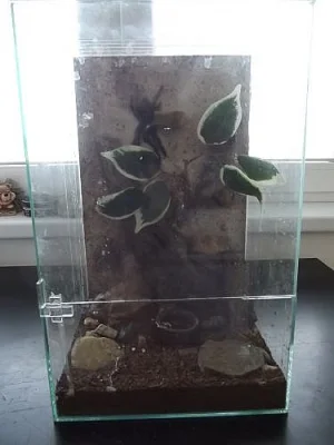 Chov pavouků a terarium 2