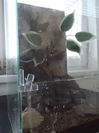 Chov pavouků a terarium 2