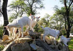 5 KOZLÍKŮ A 1 KOZIČKA (pouze do chovu)