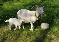 5 KOZLÍKŮ A 1 KOZIČKA (pouze do chovu)