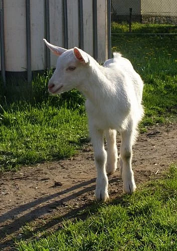 5 KOZLÍKŮ A 1 KOZIČKA (pouze do chovu)