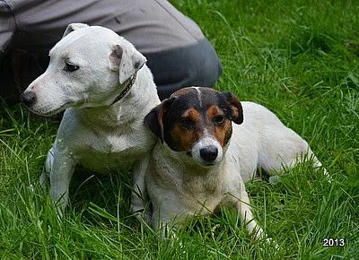 štěnátka jack russell terier