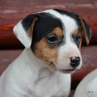 štěnátka jack russell terier