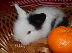 CHS NABÍZÍ LUXUSNÍ ZAKRSLÉ TEDDY KRÁLÍČKY