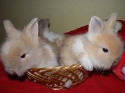 CHS NABÍZÍ LUXUSNÍ ZAKRSLÉ TEDDY KRÁLÍČKY