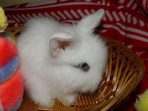 CHS NABÍZÍ LUXUSNÍ ZAKRSLÉ TEDDY KRÁLÍČKY