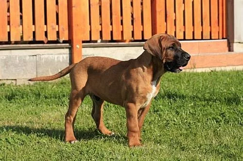 Tosa-Inu s PP-11 týdnů stará