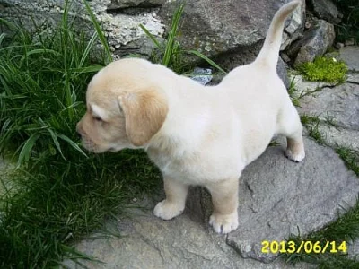 Labradorský retriever žlutá štěňata s PP (Labrador