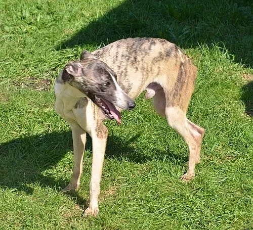 vipet whippet