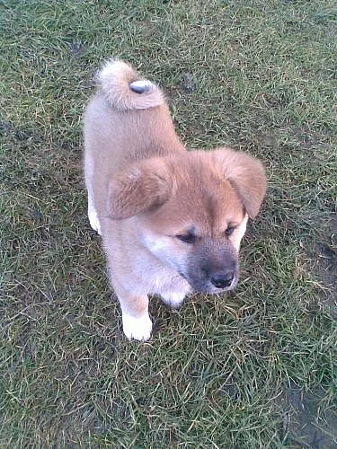 Akita-Inu