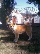 Akita-Inu