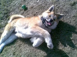 Akita-Inu
