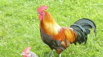 PŮJČÍM KOHOUTA