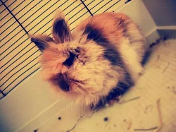 teddy králík