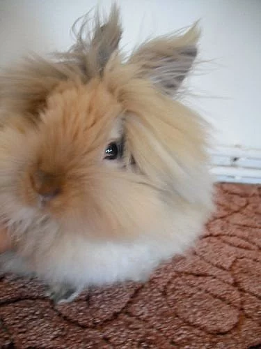 teddy králík