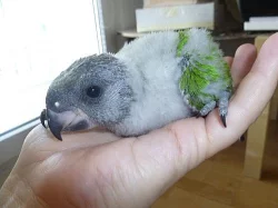 Papoušek senegalský - mládě