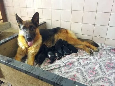 Štěňátka Německého ovčáka s rodokmenem