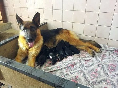 Štěňátka Německého ovčáka s rodokmenem