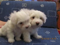 Prodám dvě fenky Coton de tulear i pro alergiky
