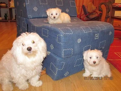 Prodám dvě fenky Coton de tulear i pro alergiky